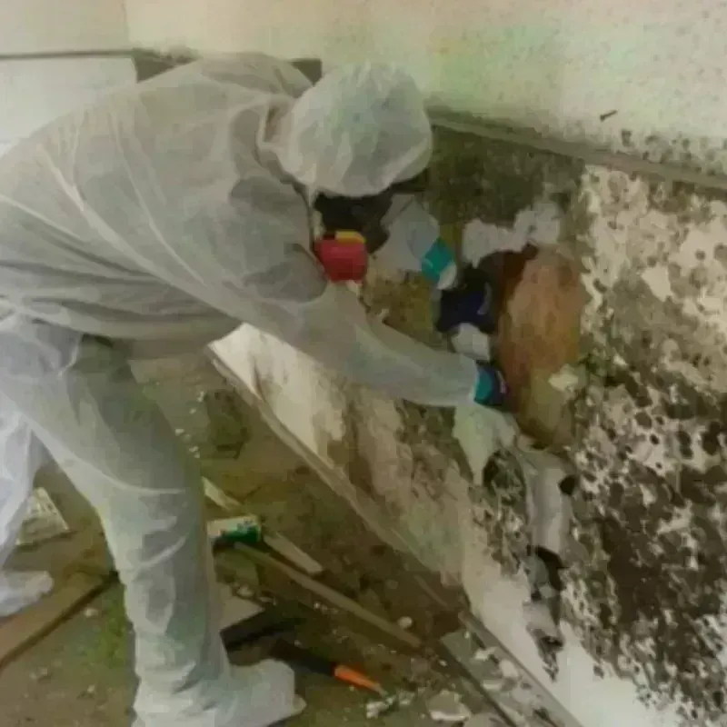 Mold Remediation and Removal in Leonard, TX